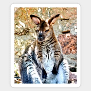 Wallaby Sticker